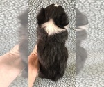 Small #4 Chihuahua
