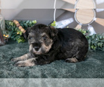 Small #1 Schnauzer (Miniature)
