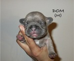 Puppy Dom French Bulldog