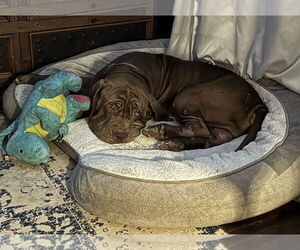Guido - Male Neapolitan Mastiff Dog for Adoption - Photo #4