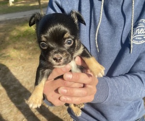 Chihuahua Puppy for sale in CASTLE HAYNE, NC, USA