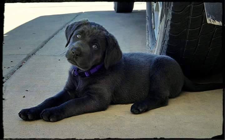 Medium Photo #12 Labrador Retriever Puppy For Sale in FOUNTAIN, CO, USA