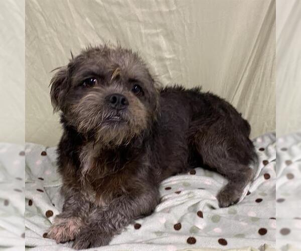 Medium Photo #1 Cairn Terrier Puppy For Sale in Modesto, CA, USA