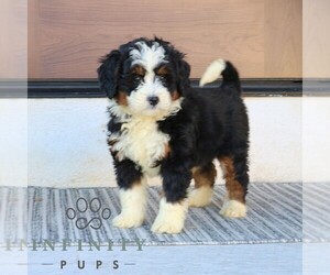 Bernedoodle (Miniature) Puppy for sale in NARVON, PA, USA