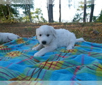 Small Photo #2 Akbash Dog Puppy For Sale in BROOKSVILLE, FL, USA