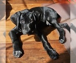 Small Photo #2 German Shorthaired Pointer Puppy For Sale in MCKINNEY, TX, USA