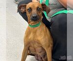 Small Miniature Pinscher Mix