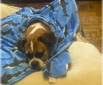 Small Photo #2 Boxer Puppy For Sale in Austin, TX, USA