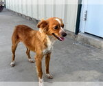 Small #3 Papillon Mix