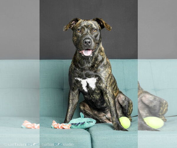 Medium Photo #1 American Staffordshire Terrier-Labrador Retriever Mix Puppy For Sale in Tampa, FL, USA