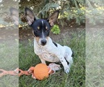 Image preview for Ad Listing. Nickname: Romeo