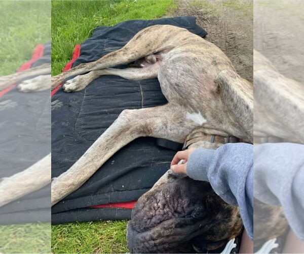 Medium Photo #4 Great Dane Puppy For Sale in Bullard, TX, USA