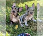 Small Photo #12 French Bulldog Puppy For Sale in PALO ALTO, CA, USA