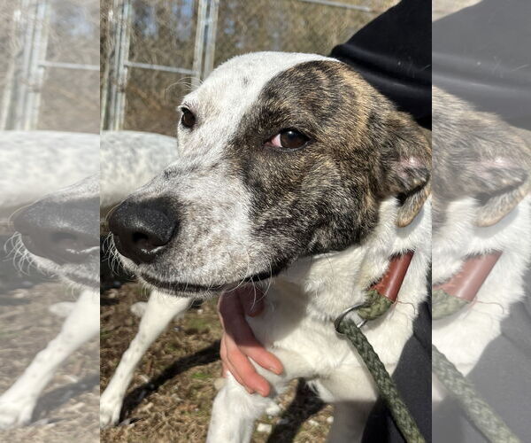 Medium Photo #7 Mutt Puppy For Sale in Crandall, GA, USA