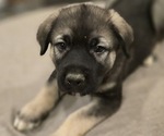 Small #3 Alaskan Malamute-Mastiff Mix