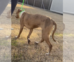 Pebbles - Female American Pit Bull Terrier-Unknown Mix Dog for Adoption - Photo #11