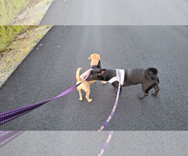 Medium Photo #9 Dachshund-Unknown Mix Puppy For Sale in Sebec, ME, USA