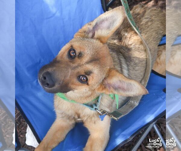 Medium Photo #5 German Shepherd Dog-Unknown Mix Puppy For Sale in Washington, DC, USA
