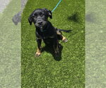 Small #3 Mutt