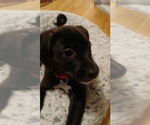 Small Boston Terrier-Labrador Retriever Mix
