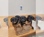 Small #4 Rottweiler
