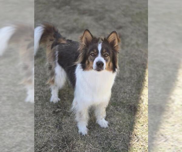 Medium Photo #2 Border Collie-Unknown Mix Puppy For Sale in Temple, TX, USA