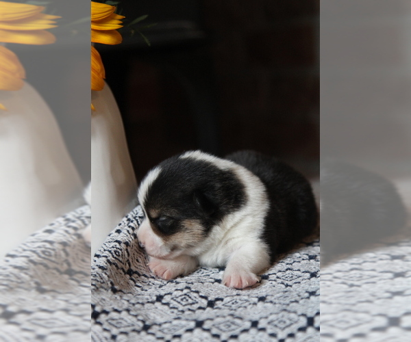 Medium Photo #4 Pembroke Welsh Corgi Puppy For Sale in FAIR GROVE, MO, USA
