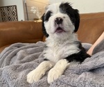 Small Photo #8 Bernedoodle-French Bulldog Mix Puppy For Sale in EL DORADO HILLS, CA, USA