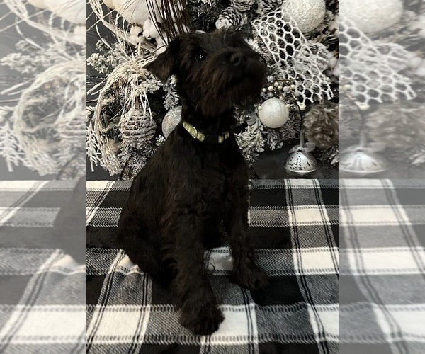 Medium Photo #1 Schnauzer (Miniature) Puppy For Sale in SOMERVILLE, AL, USA
