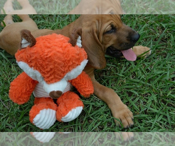 Medium Photo #7 Bloodhound Puppy For Sale in CORNING, AR, USA