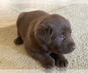 Labrador Retriever Puppy for sale in DIETERICH, IL, USA