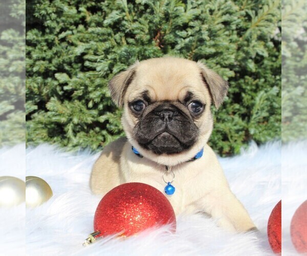 Medium Photo #1 Pug Puppy For Sale in GREENCASTLE, PA, USA