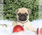 Small Photo #1 Pug Puppy For Sale in GREENCASTLE, PA, USA