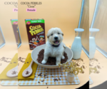 Puppy 1 Golden Retriever-Samoyed Mix
