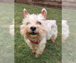 Miniature Schnauzer-Unknown Mix Dogs for adoption in Plano, TX, USA