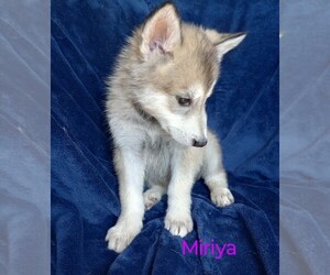 Mutt Puppy for sale in BYBEE, TN, USA