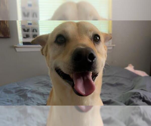 Medium Photo #1 Labrador Retriever-Unknown Mix Puppy For Sale in San Antonio, TX, USA