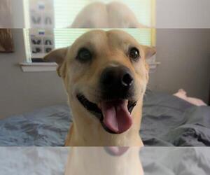 Labrador Retriever-Unknown Mix Dogs for adoption in San Antonio, TX, USA