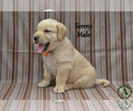 Small #1 Golden Labrador