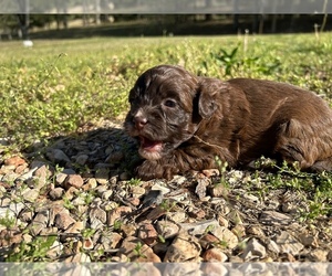 Shih-Poo Puppy for sale in MARSHALL, AR, USA