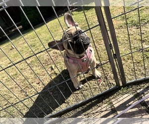 French Bulldog Puppy for sale in BAKERSFIELD, CA, USA