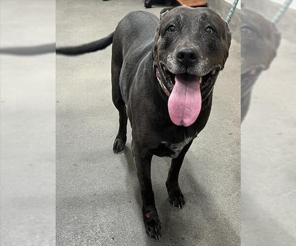 Medium Photo #1 Labrador Retriever-Unknown Mix Puppy For Sale in Forestville, MD, USA