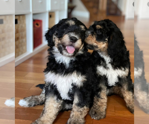 Bernedoodle Puppy for sale in WASHOUGAL, WA, USA