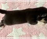 Small #8 Pomsky-Shiba Inu Mix