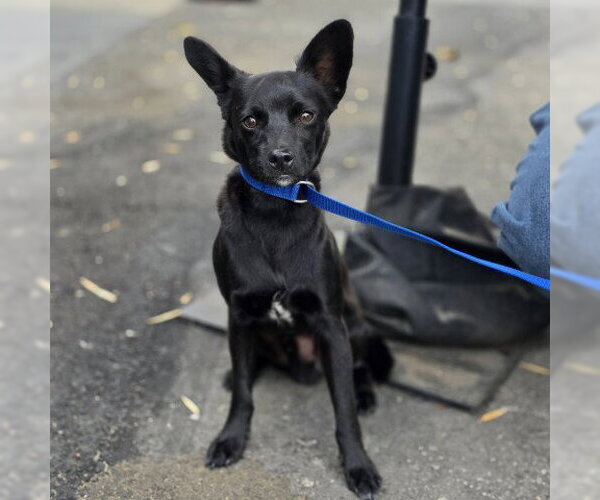 Medium Photo #1 Chihuahua-Unknown Mix Puppy For Sale in San Bernardino, CA, USA