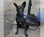 Small Chihuahua Mix