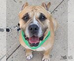 Small #7 Boxer Mix