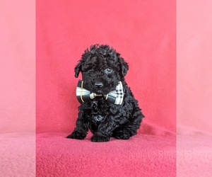 Poodle (Toy) Puppy for sale in NOTTINGHAM, PA, USA