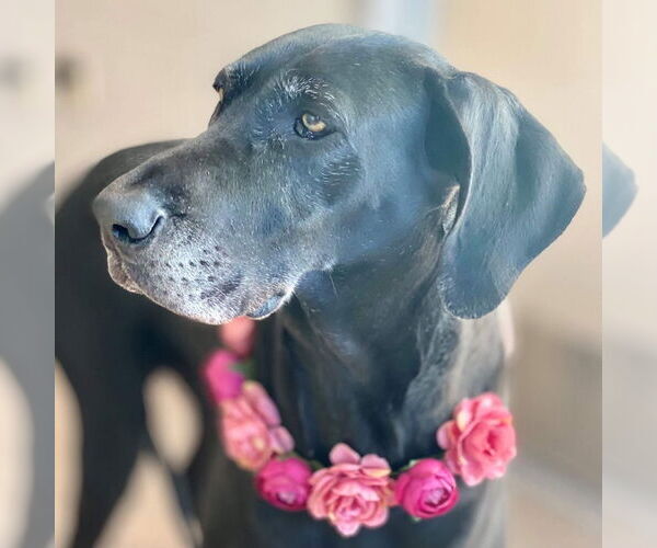 Medium Photo #3 Great Dane Puppy For Sale in Bullard, TX, USA