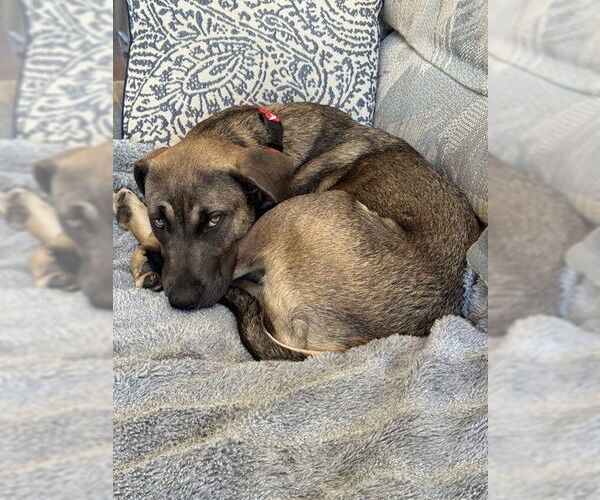 Medium Photo #4 Bulldog-German Shepherd Dog Mix Puppy For Sale in San Jose, CA, USA